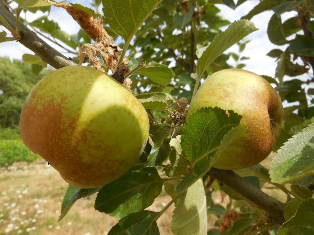 Pommier