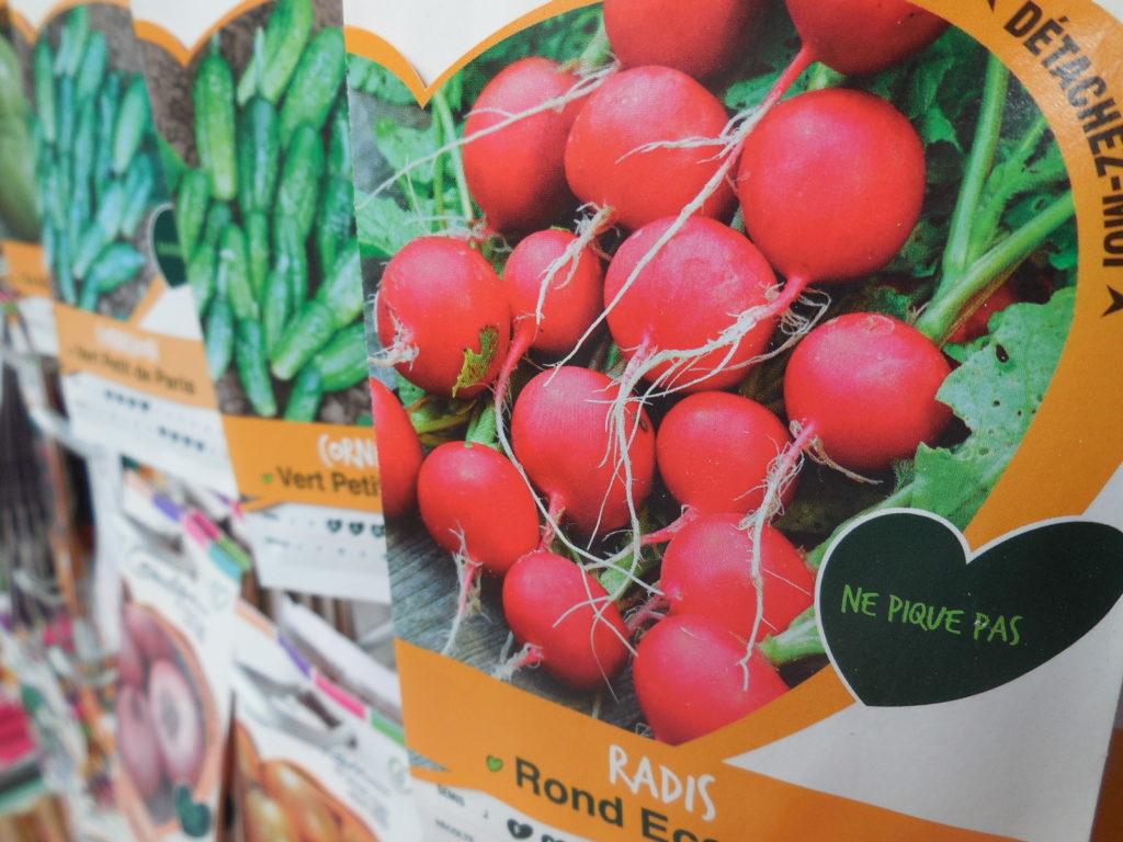 Graines de radis