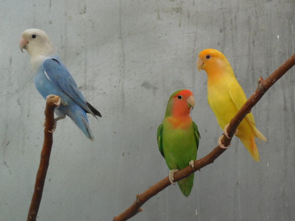 Perroquets