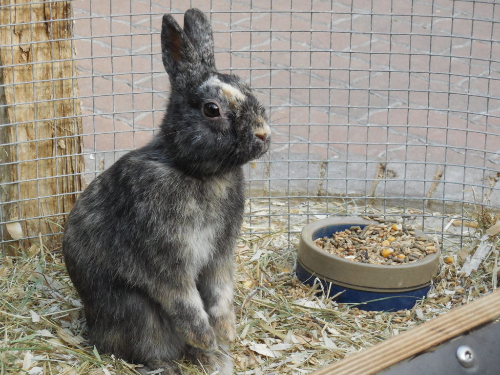 Lapin
