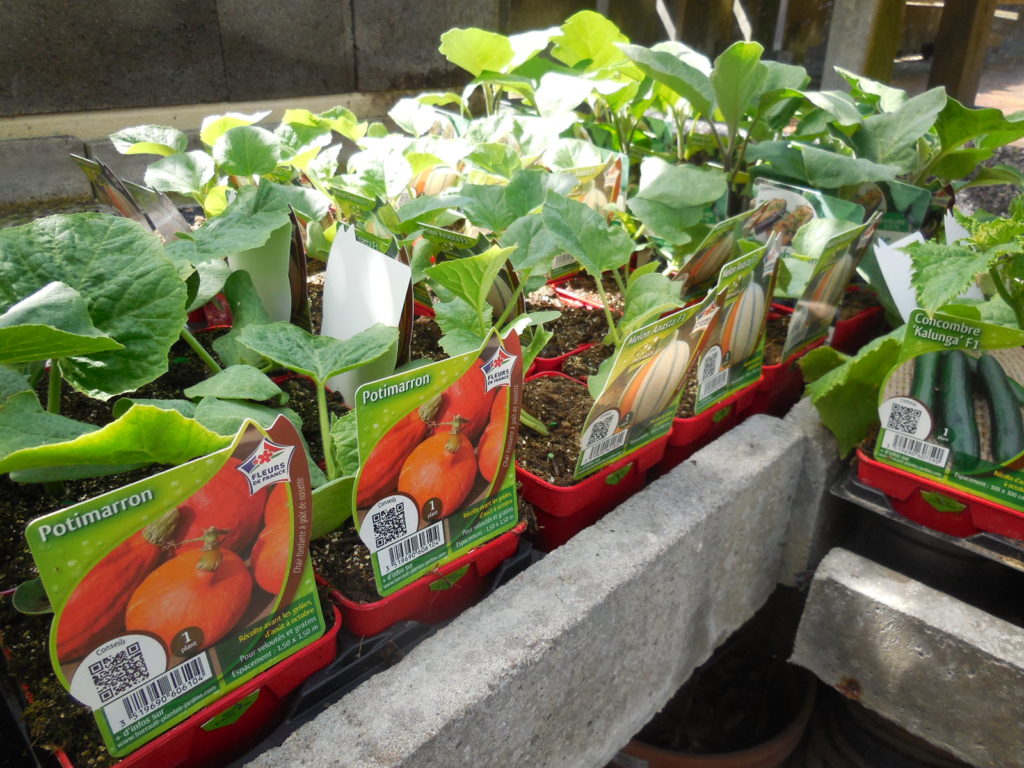 Plants de potager