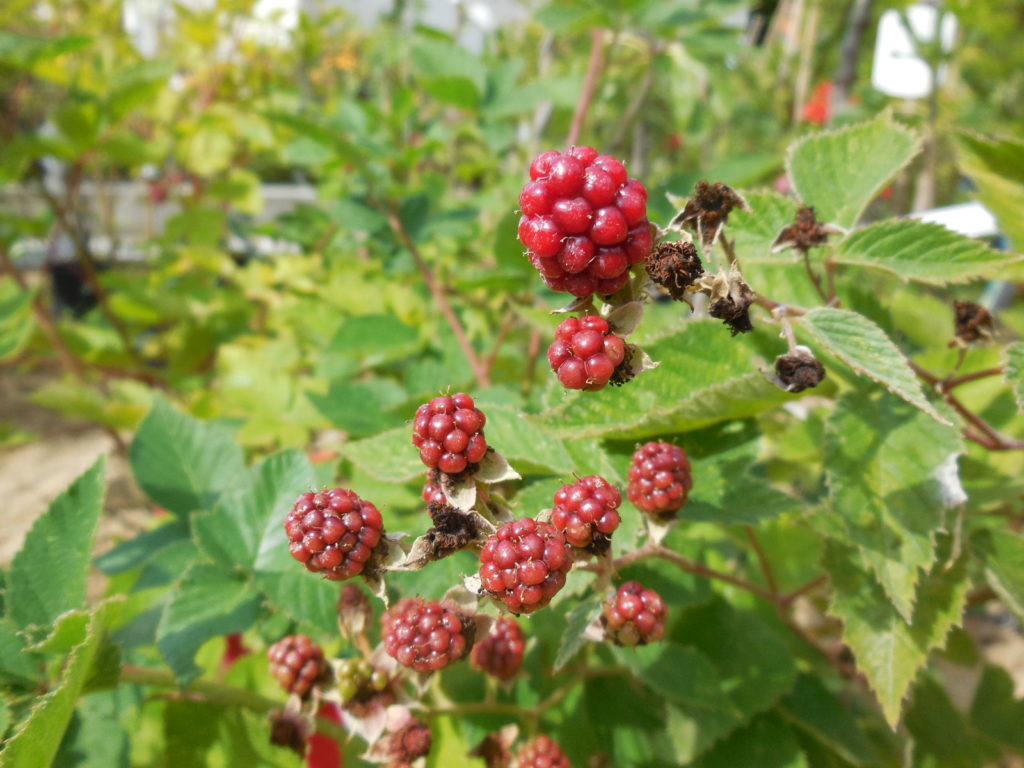 Mûrier