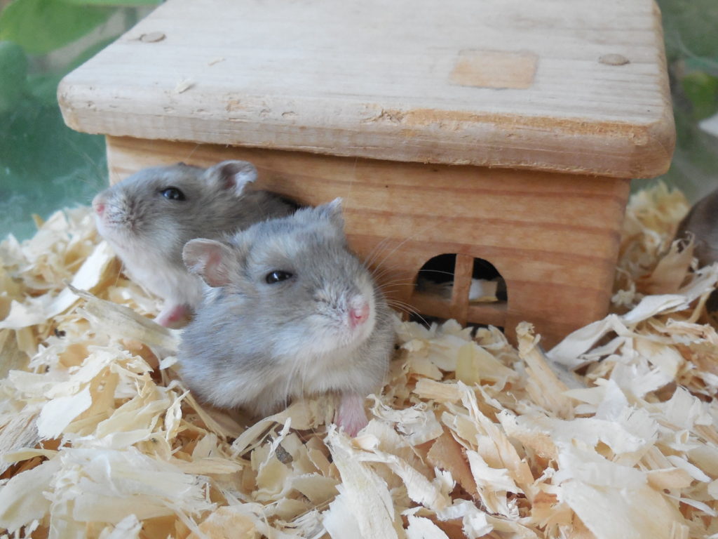 Souris