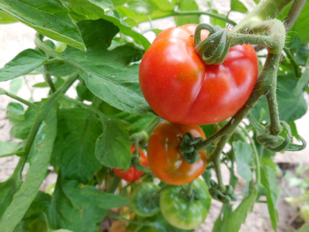 Plant de tomates