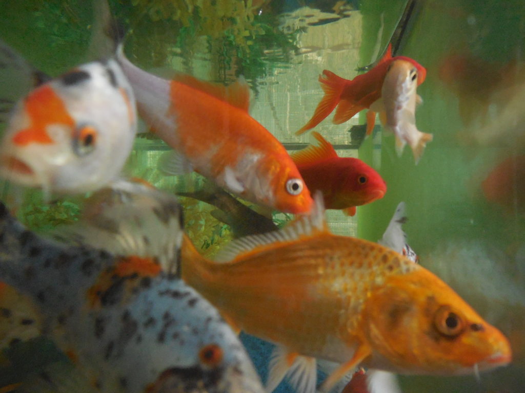 Poissons d'eau froide