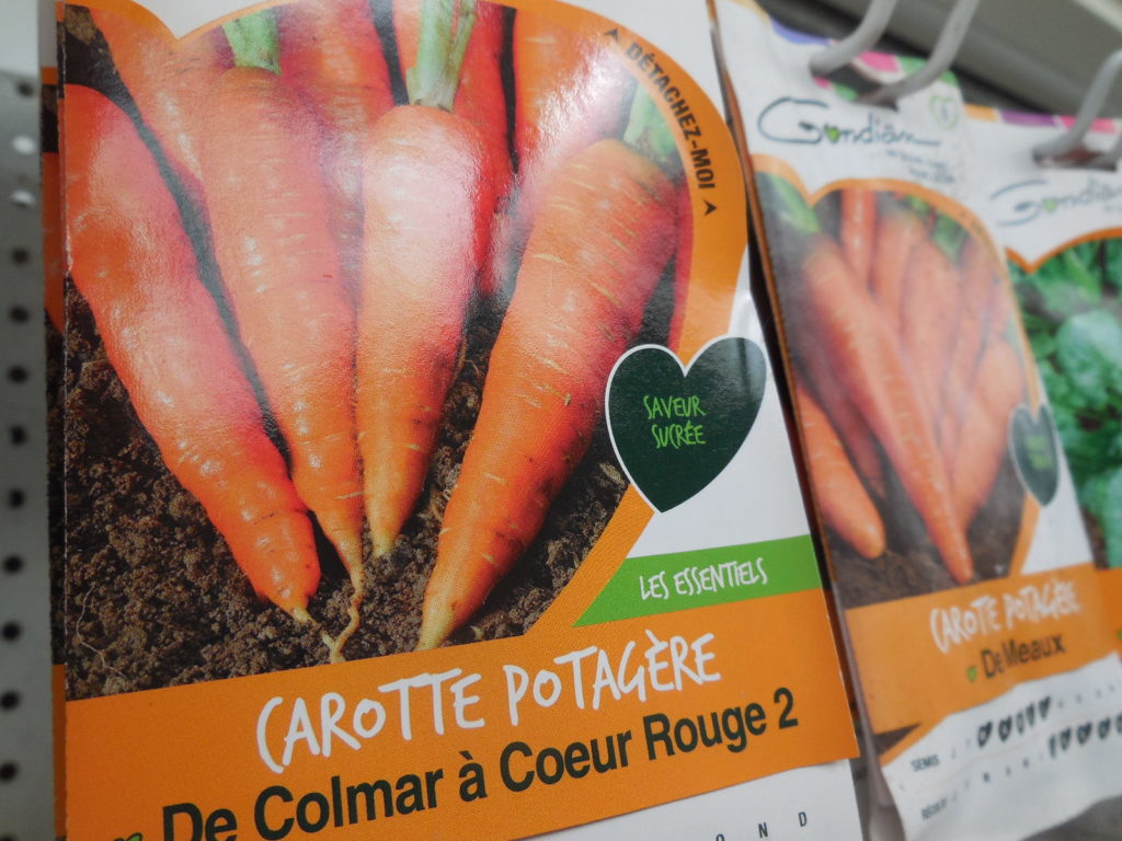 Graines de carotte