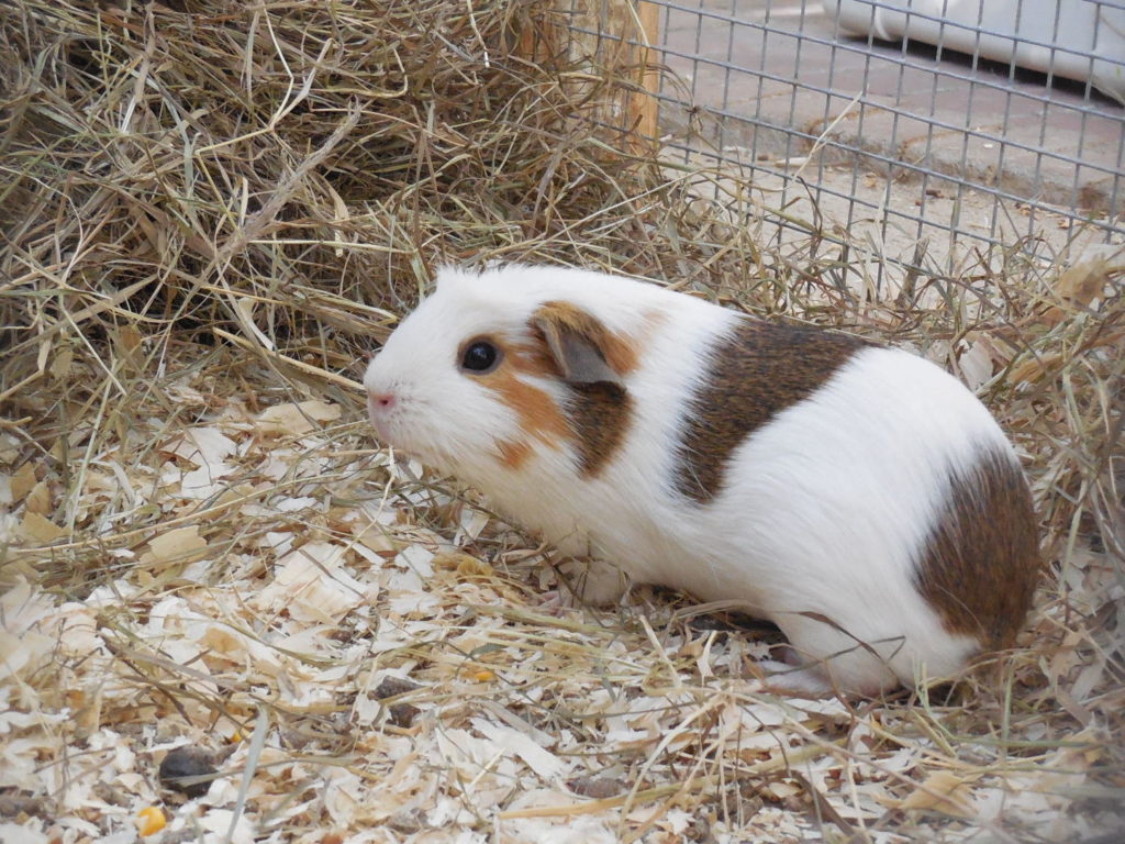 Cochon d'Inde