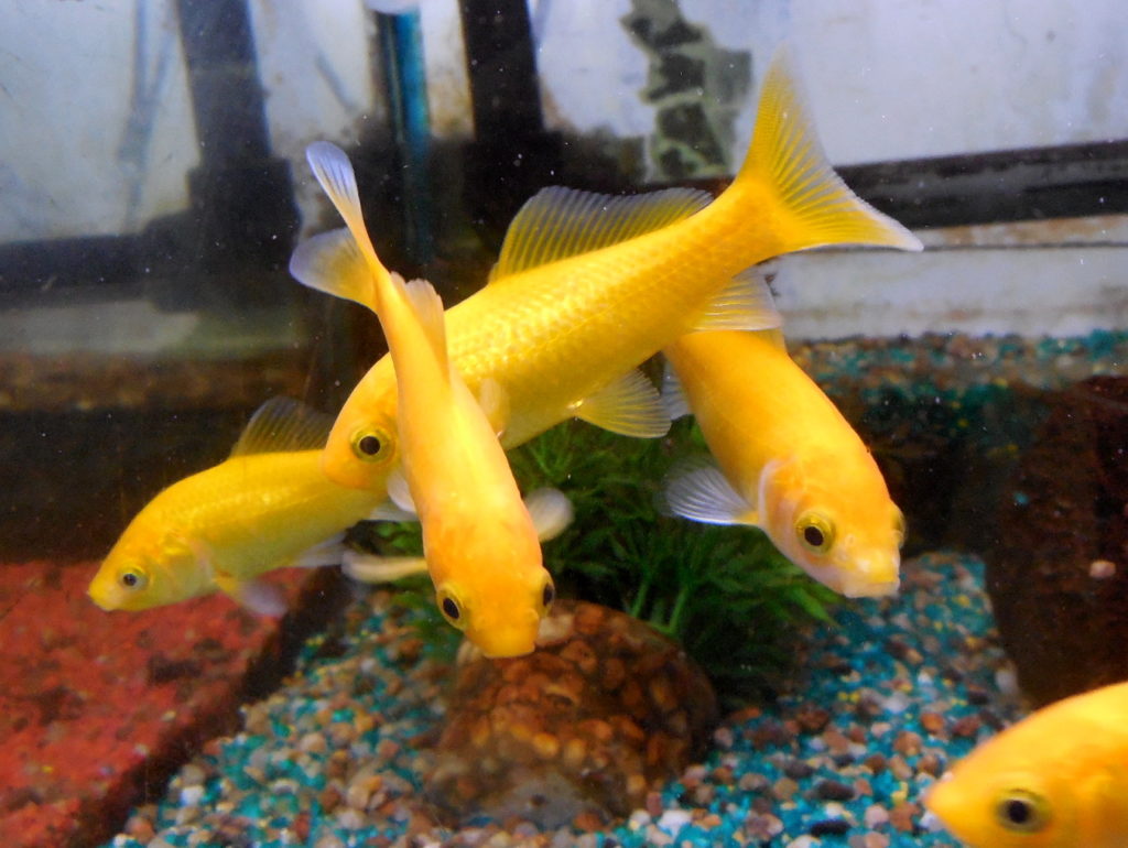 Poissons d'eau froide