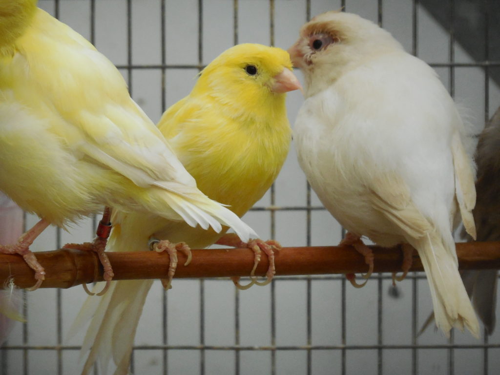 Oiseaux