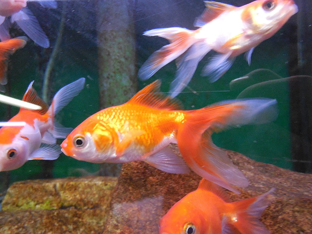 Poissons d'eau froide