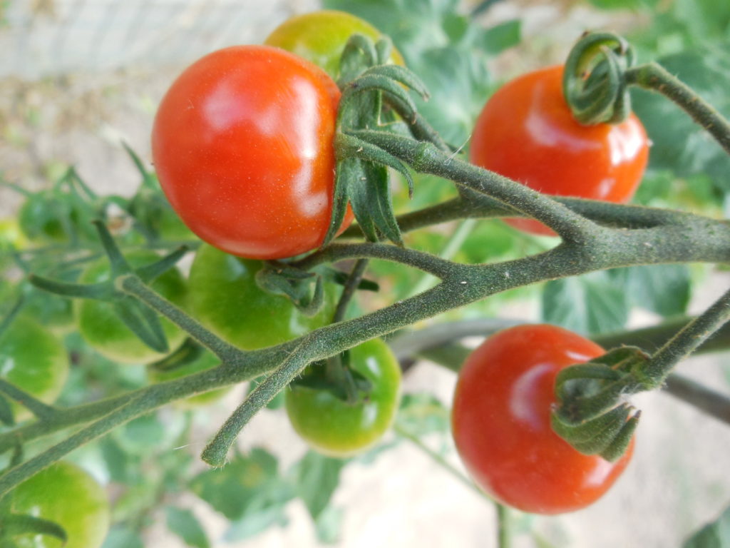 Plants de tomates