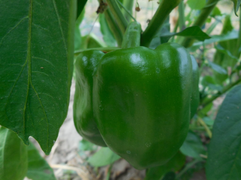 Plants de poivron