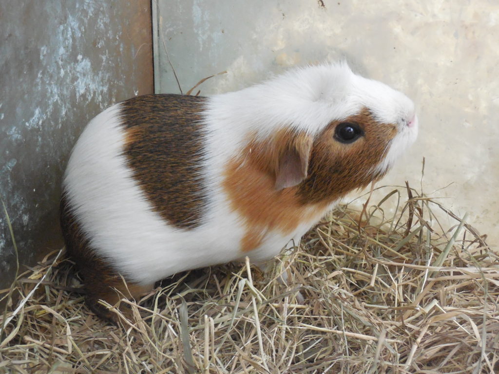 Cochon d'Inde