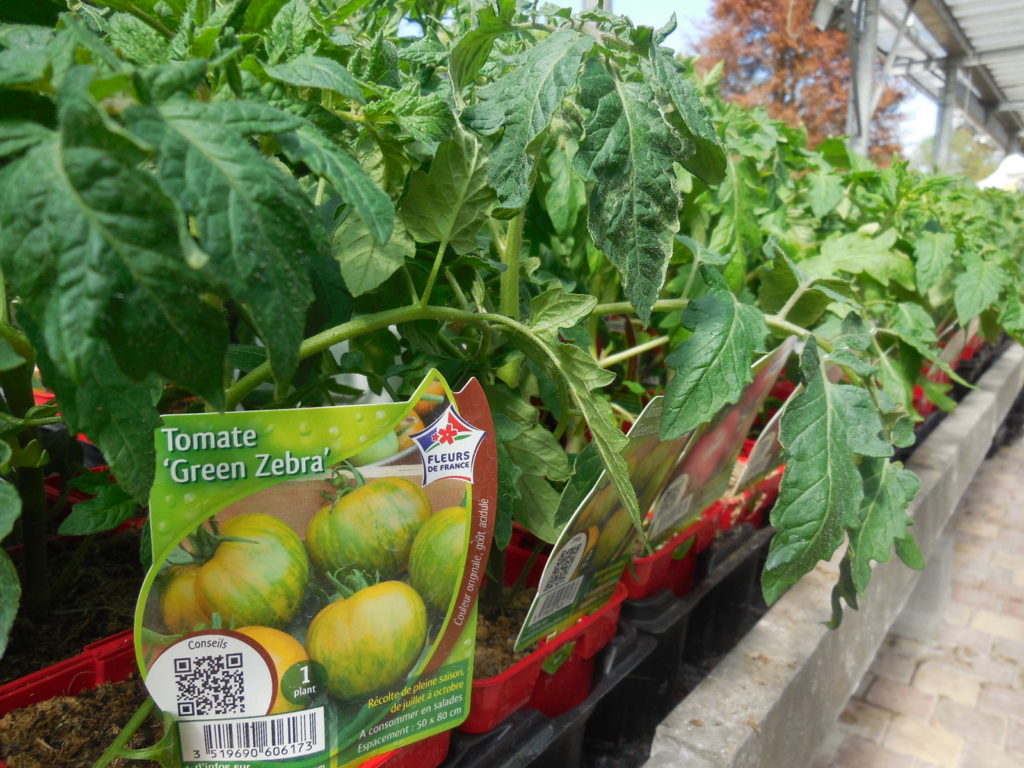 Plants de tomates