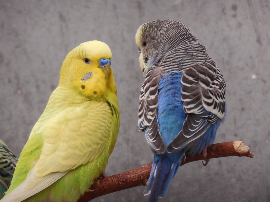 Oiseaux