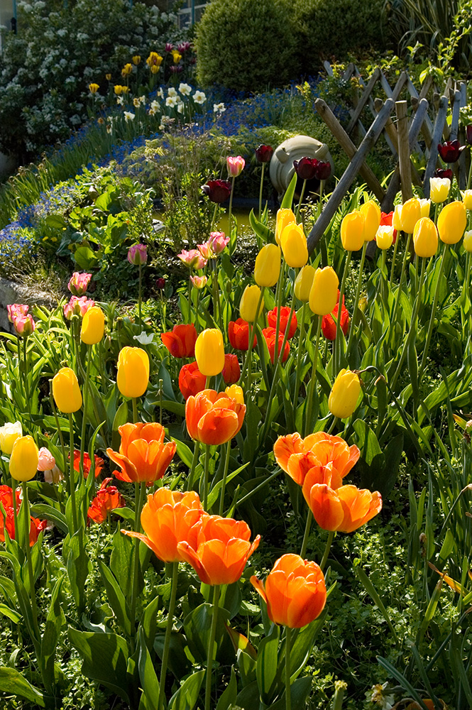 Parterre de tulipes