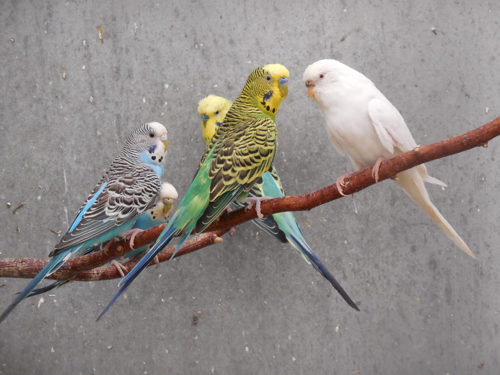 Perroquets