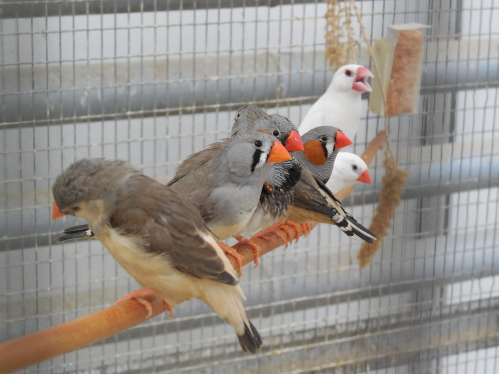 Oiseaux