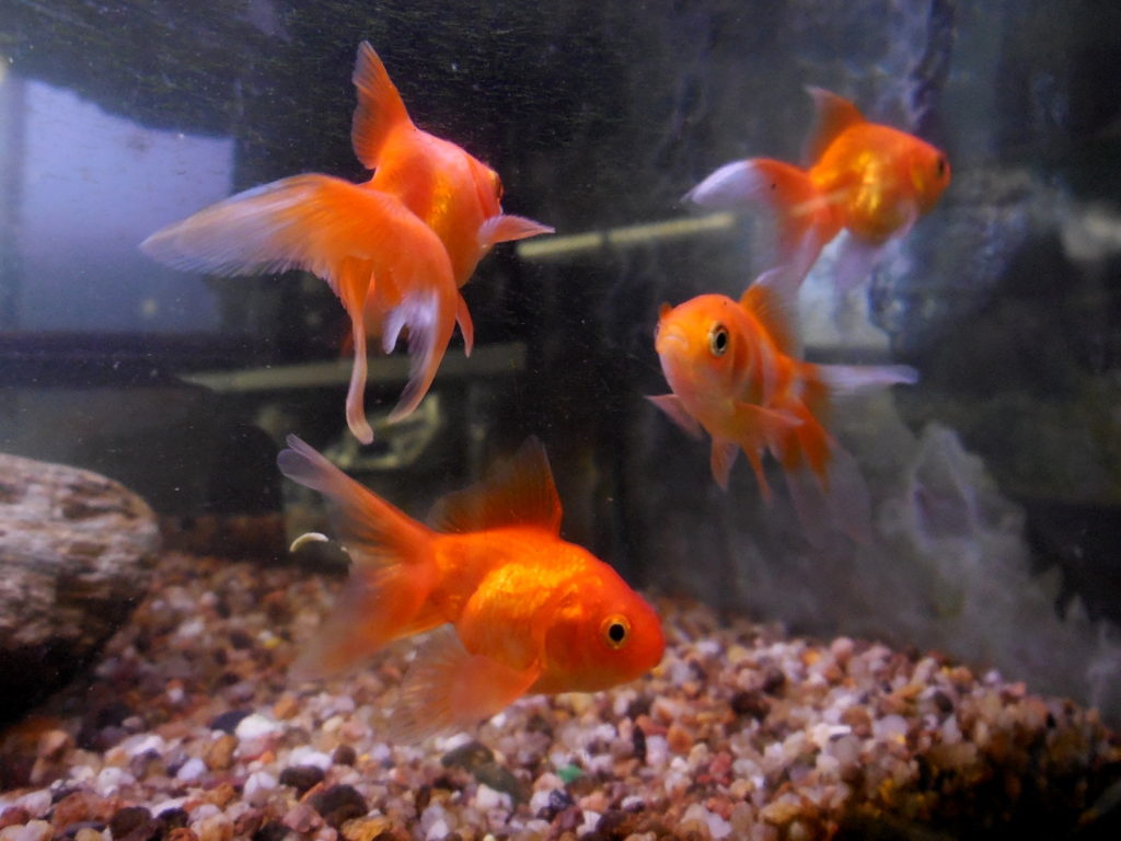 Poissons rouges