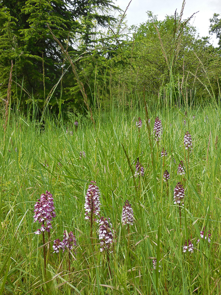 Prairie naturelle